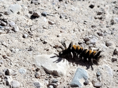 Milkweed Tussock Moth