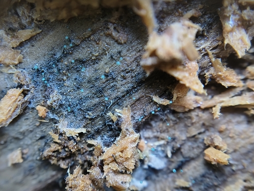 Teal Conifer-Pin