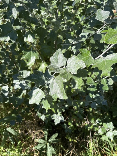 white poplar