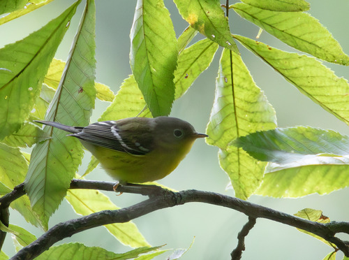 Magnolia Warbler