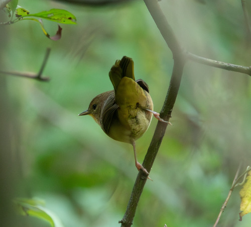 Common Yellowthroat