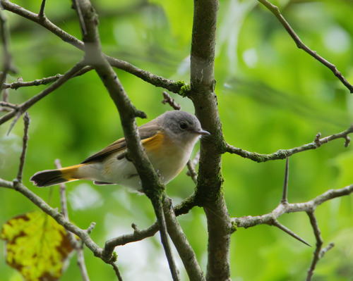 American Redstart
