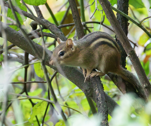 Eastern Chipmunk