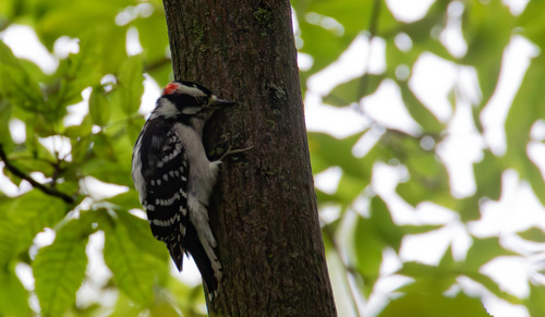 Downy Woodpecker