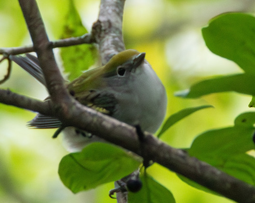 Chestnut-sided Warbler