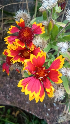 firewheel