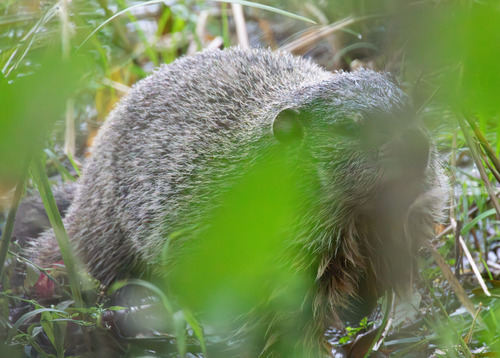 Groundhog