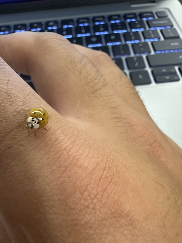 Asian Lady Beetle