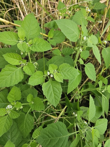 Hairy Nightshade