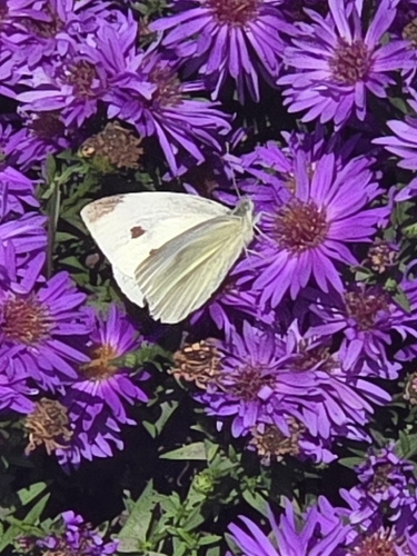 Small White