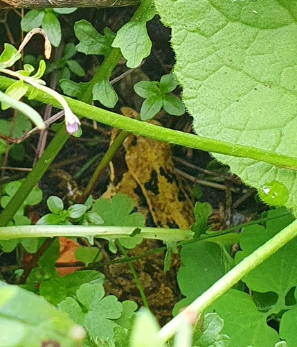 European Common Frog