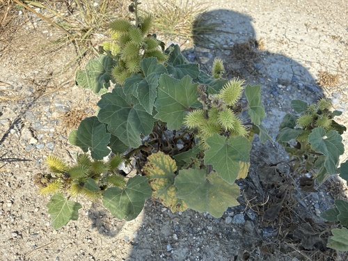 rough cocklebur
