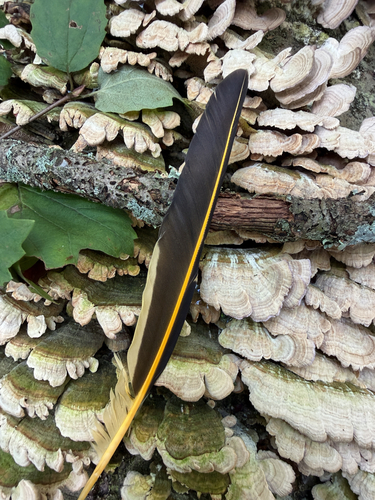 Northern Flicker