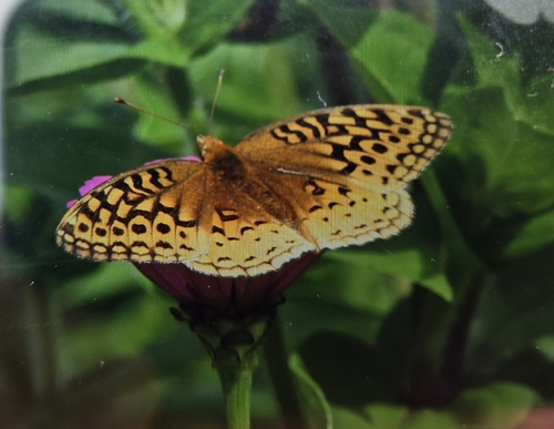 Great Spangled Fritillary