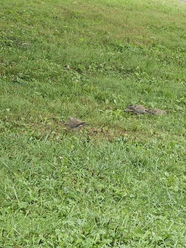 Mourning Dove