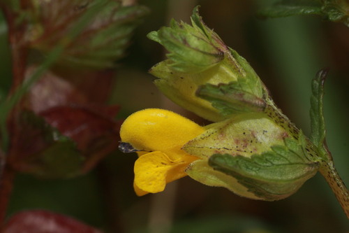 Yellow Rattle