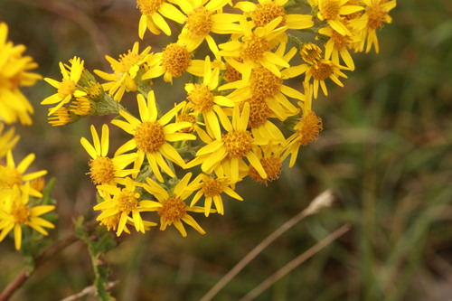 ragwort