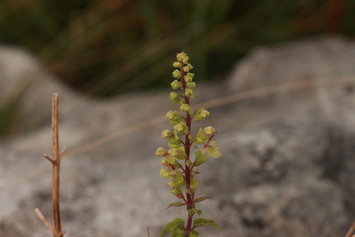 woodland germander