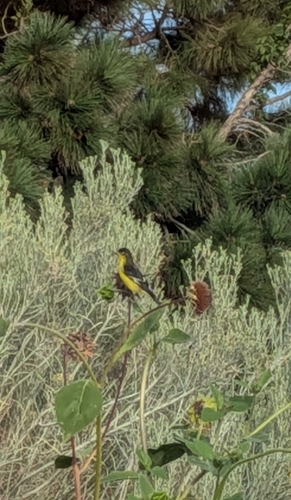 Lesser Goldfinch