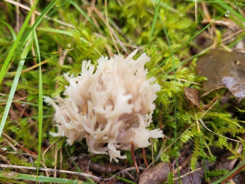 White Coral Fungus
