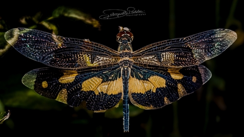 Common Picture Wing