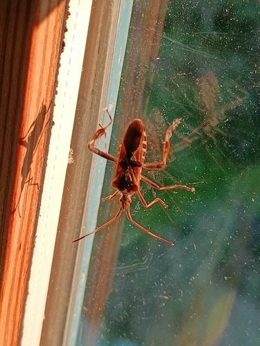 Western Conifer Seed Bug