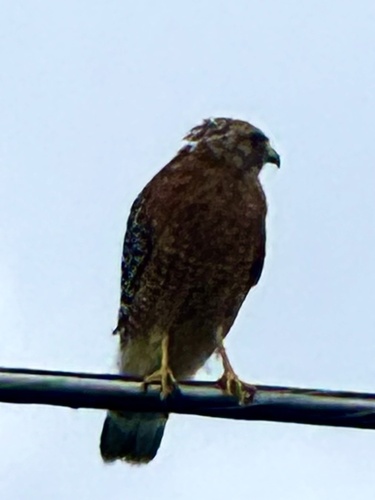 Red-shouldered Hawk