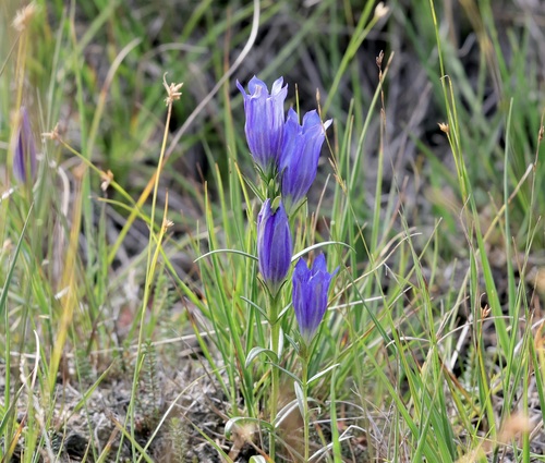 marsh gentian