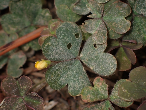 Creeping Woodsorrel