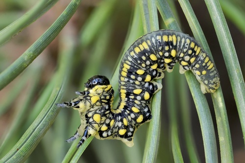 Introduced Pine Sawfly