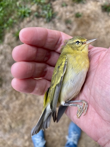 Tennessee Warbler