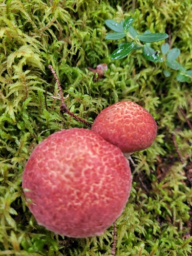 Painted Suillus