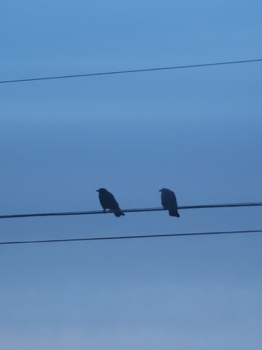 American Crow