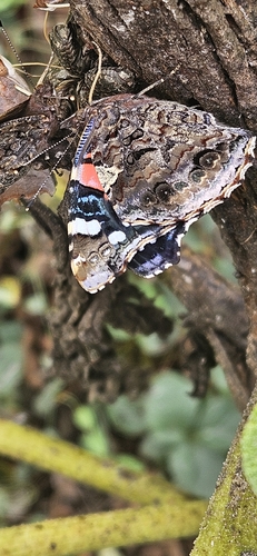 Red Admiral