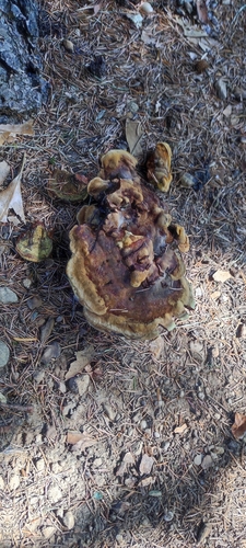 European Dyer's Polypore
