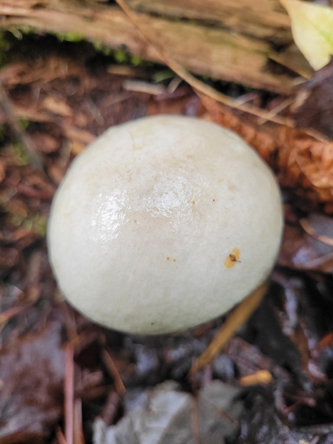 Ghost Bolete