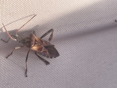 Western Conifer Seed Bug