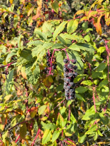 American pokeweed
