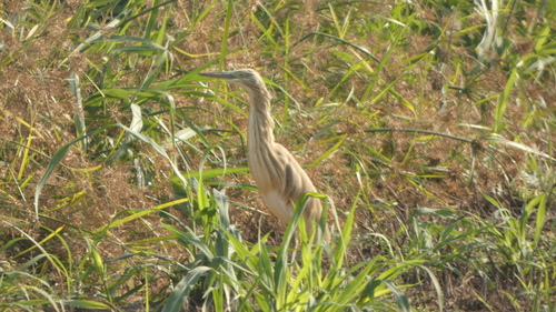 Squacco Heron