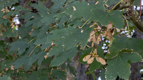 sycamore maple