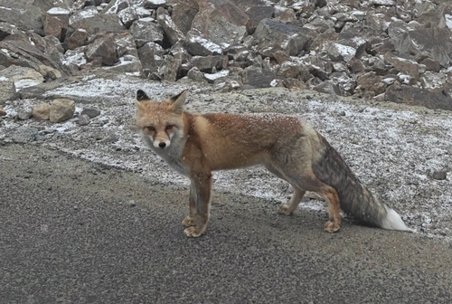 Himalayan Red Fox