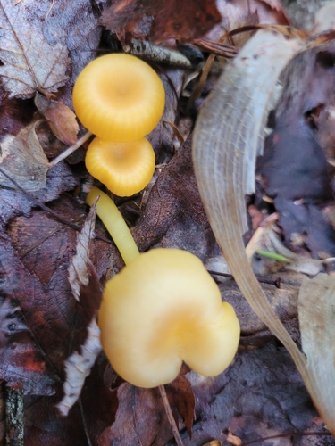 shining waxcap