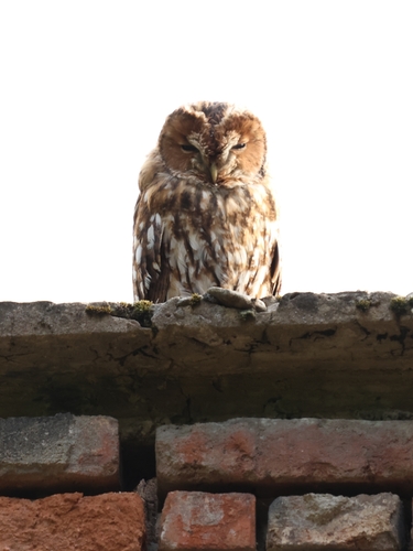 Tawny Owl