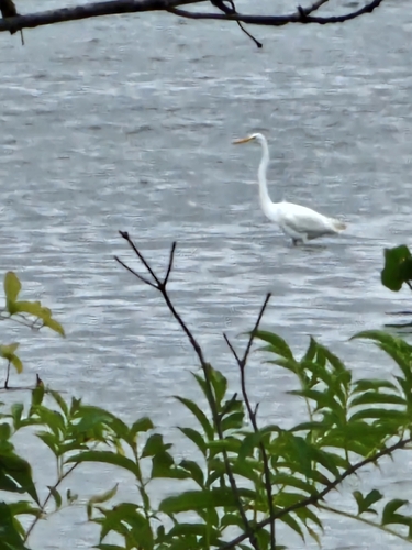 Great Egret