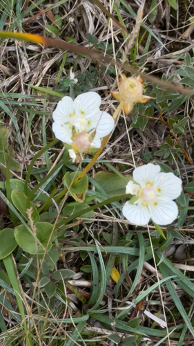 marsh grass-of-Parnassus