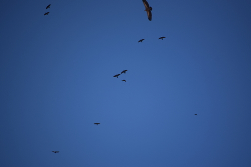 Common Raven