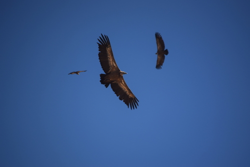 Eurasian Griffon