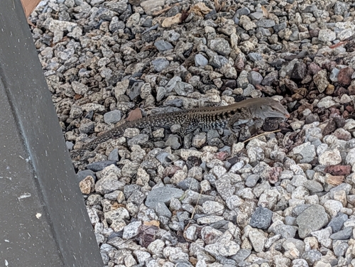 Common Puerto Rican Ameiva