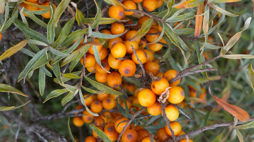 Sea-buckthorn