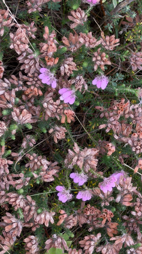 Cross-leaved Heath